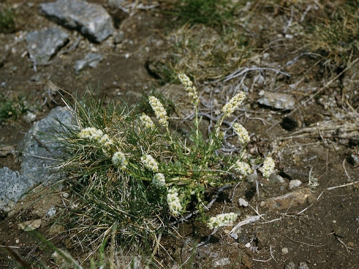 Sesamoides pygmaea (Resedaceae)